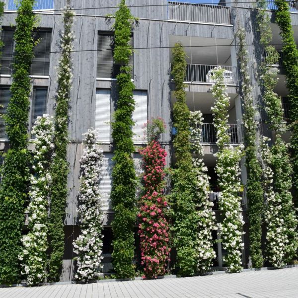 Freiburg begrünte Vauban Fassade