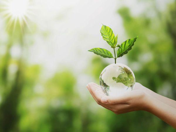 Hände die eine Weltkugel aus Glas mit einer Pflanze halten