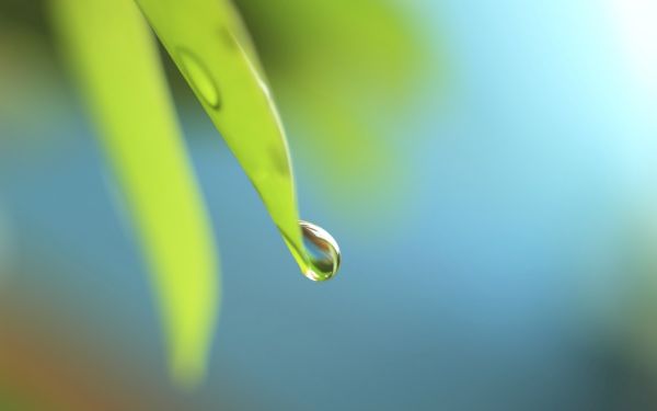 Ein Wassertropfen hängt an der Blattspitze eines hellgrünen dicken schmalen Succulenten-Blattes, vor einem zweiten Blatt ohne Tropfen.