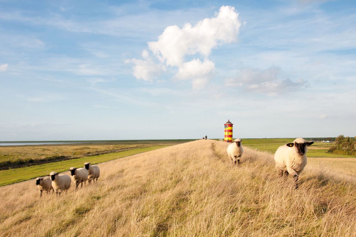 Schafe auf dem Deich bei Pilsum mit buntem Leuchtturm im Hintergrund
