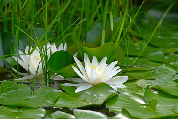 Weiße Seerose