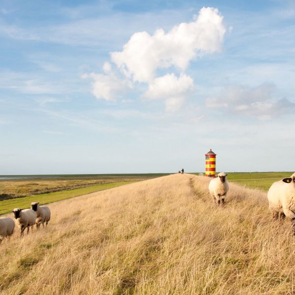Schafe auf dem Deich bei Pilsum mit buntem Leuchtturm im Hintergrund