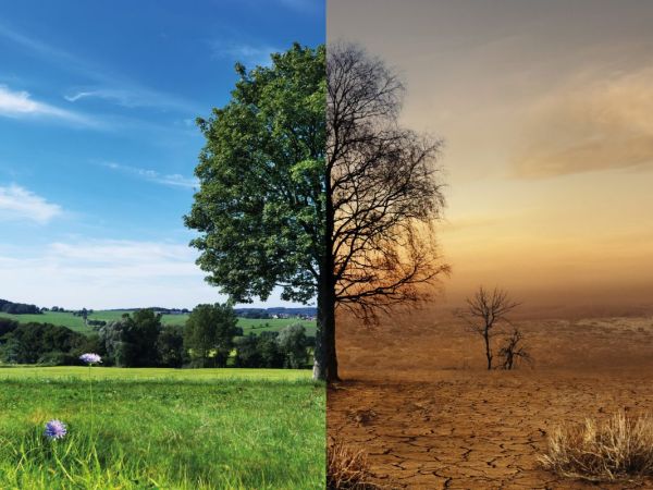 Bild zwei geteilt mit Baum und Wiese blühend und in Trockenheit
