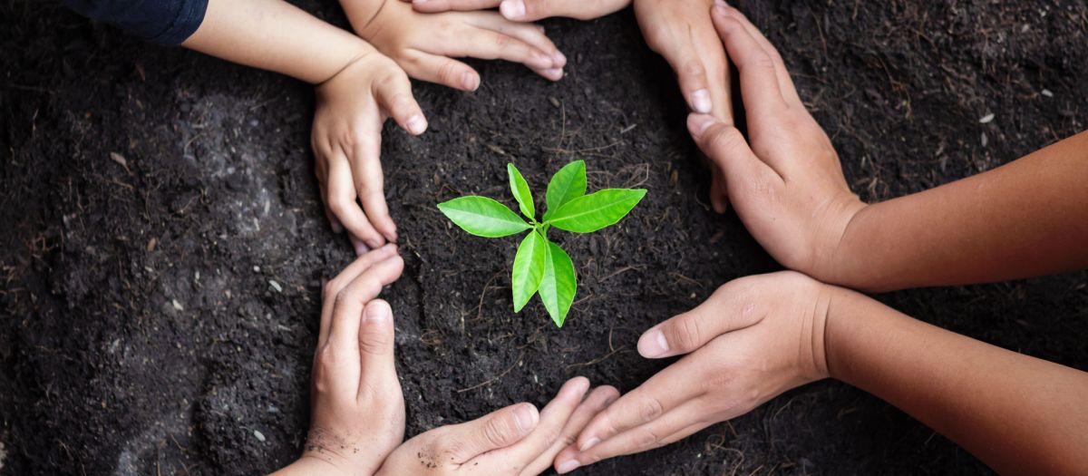 Menschliche Hände pflanzen Setzlinge in den Boden