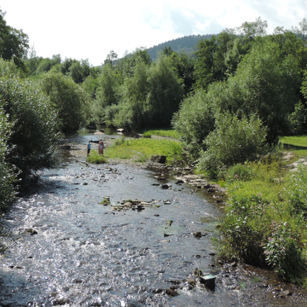 Sommer an einem Bach mit Baumstammbuhnen und begrünter Steinschüttung