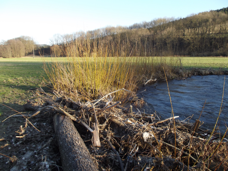 Herbstlicher Bachlauf mit Lebendfaschine
