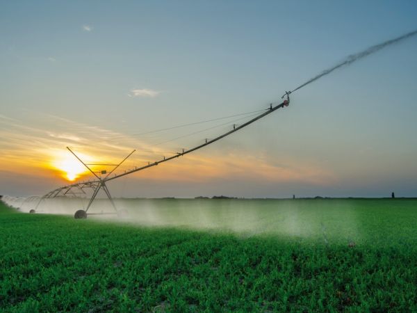 Bewässerung eines grossen Gemüsefeldes mit einer automatischen Bewässerungsanlage vor einem Sonnenuntergang am Horizont.